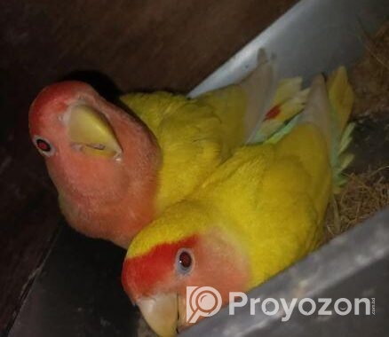 Love Birds