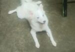 Japanese Spitz