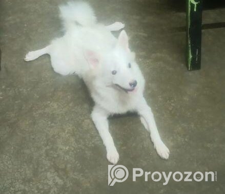 Japanese Spitz
