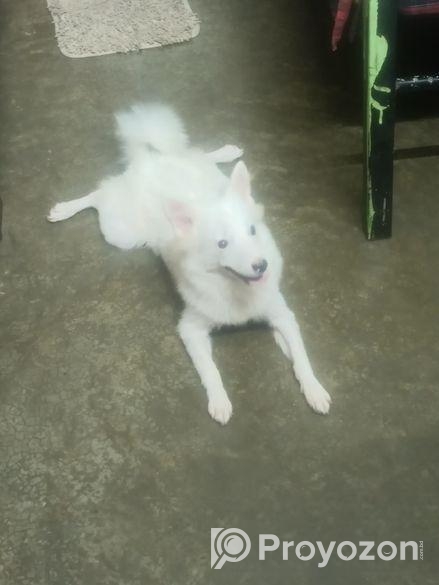 Japanese Spitz