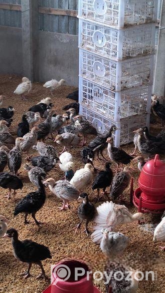 ১ মাস বয়সের টার্কি মুরগির বাচ্চা বিক্রি করা হব