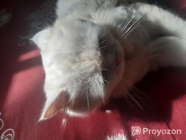 Traditional Doll Face pursian ( MALE.)