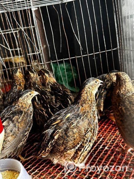 রানিং ডিম পাড়া কোয়েল পাখি বিক্রি করতে চাই