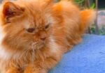 Cute Persian cat