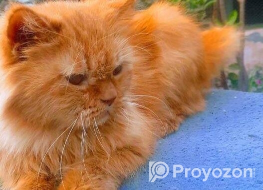 Cute Persian cat