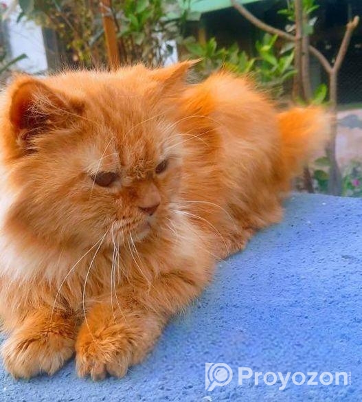 Cute Persian cat