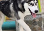 Husky dog