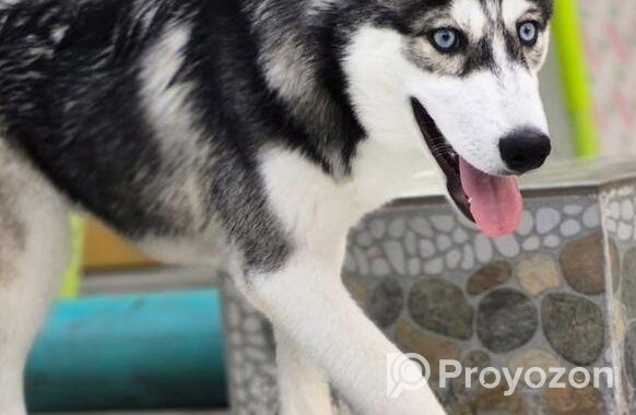 Husky dog