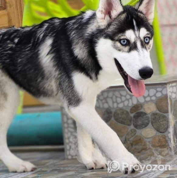 Husky dog