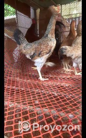 বড় জাতের পাহাড়ি দেশি মুরগি