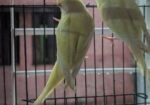 Red Eyes Lutino Budgie Bird