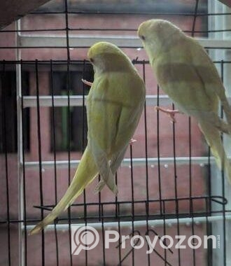 Red Eyes Lutino Budgie Bird