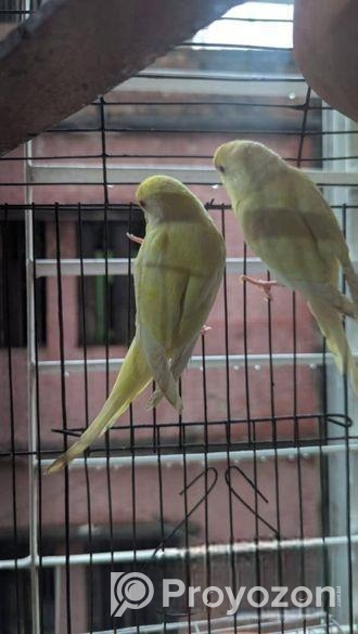 Red Eyes Lutino Budgie Bird