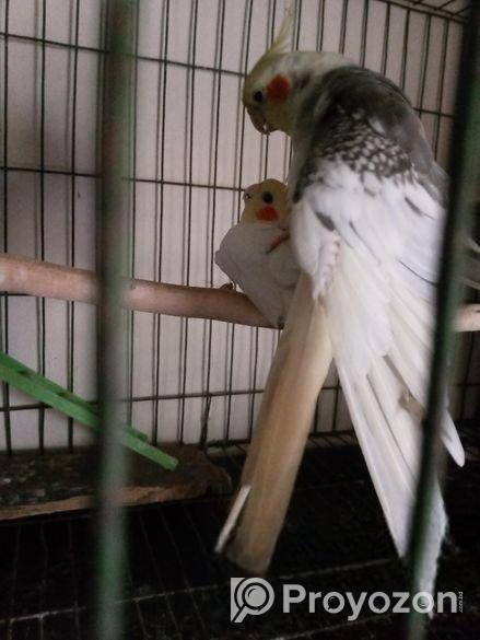 ককাটেল পাখি জুরা বাচ্চাসহ