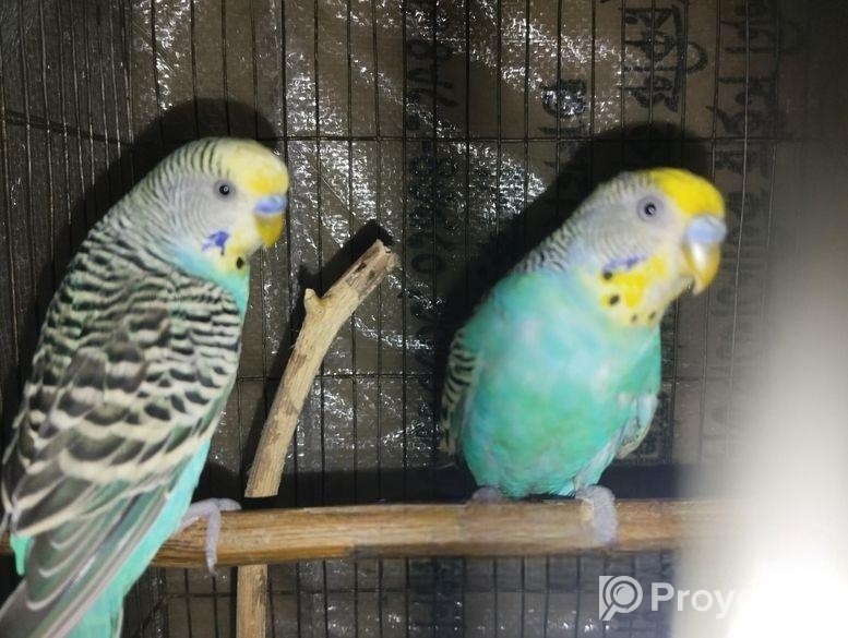 এক জোড়া বাজিগর পাখি