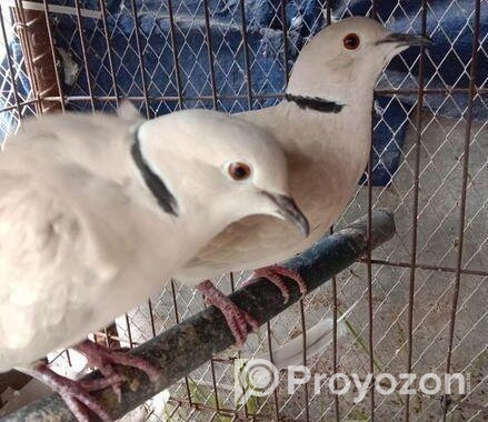 অনেক ভালো মানের ঘুঘু