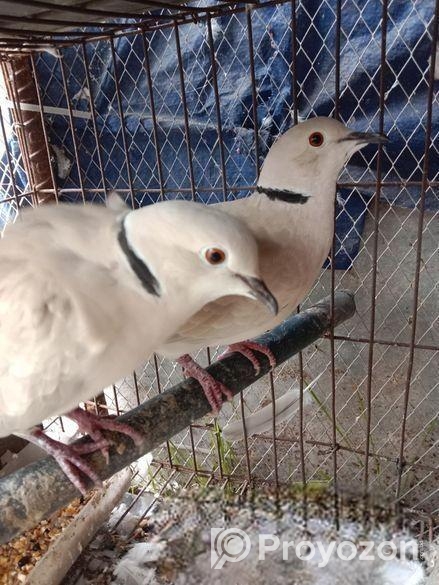 অনেক ভালো মানের ঘুঘু