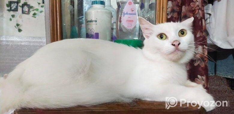 Persian Mix (high Quality)