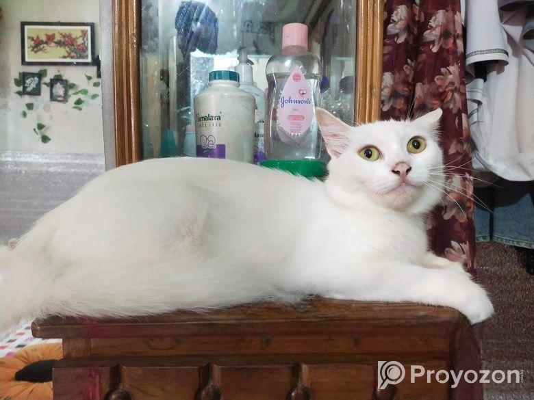 Persian Mix (high Quality)