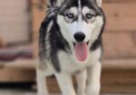 Husky dog