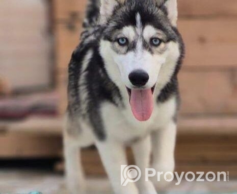 Husky dog