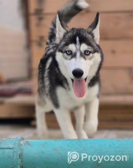 Husky dog
