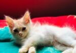 Persian Kitten