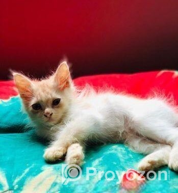 Persian Kitten
