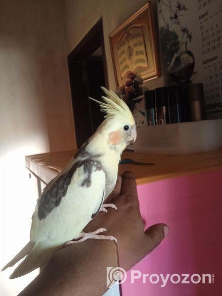 টেম ককাটেল