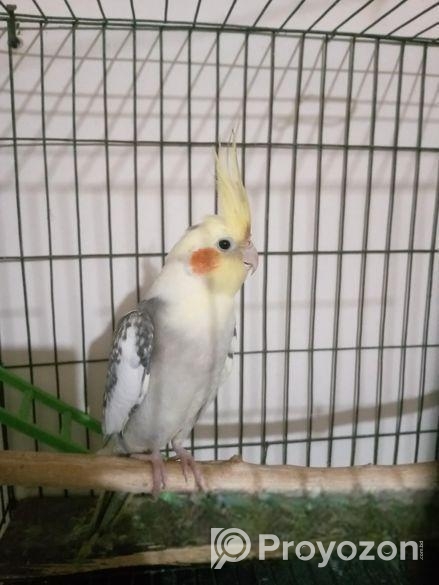 ককাটেল পাখি জুরা বাচ্চাসহ