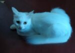 Persian Mix (high Quality)