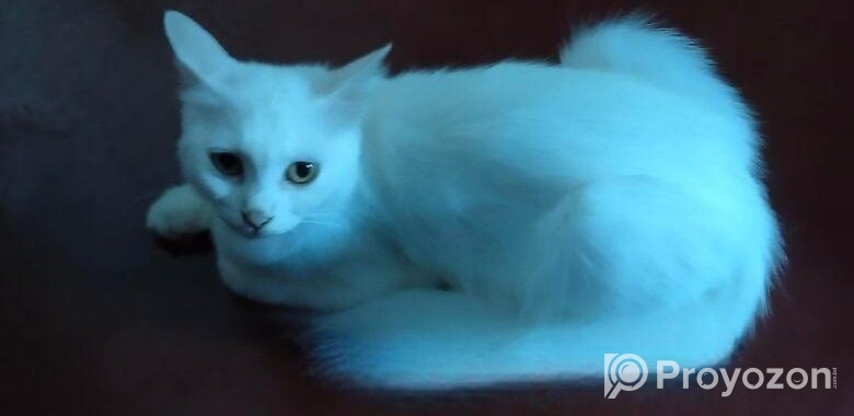 Persian Mix (high Quality)