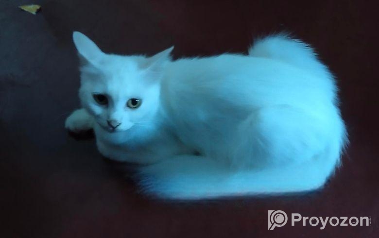 Persian Mix (high Quality)