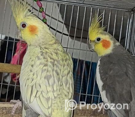 Cockatiel Bird
