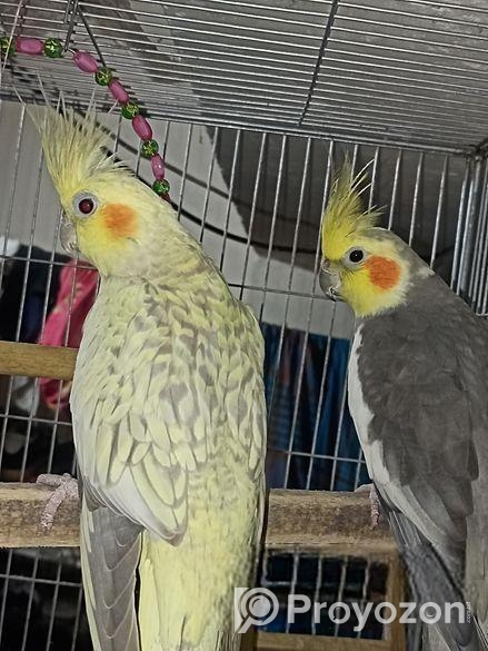 Cockatiel Bird