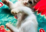 Persian Kitten