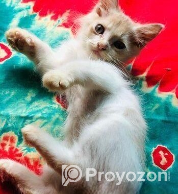 Persian Kitten
