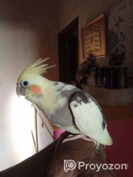 টেম ককাটেল