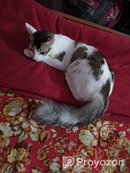 মিক্সড এডাল্ট বিড়াল