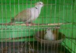 পিওর অস্ট্রেলিয়ান ঘুঘু পাখি