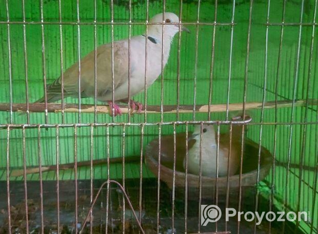 পিওর অস্ট্রেলিয়ান ঘুঘু পাখি