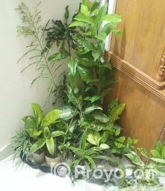 indoor plant