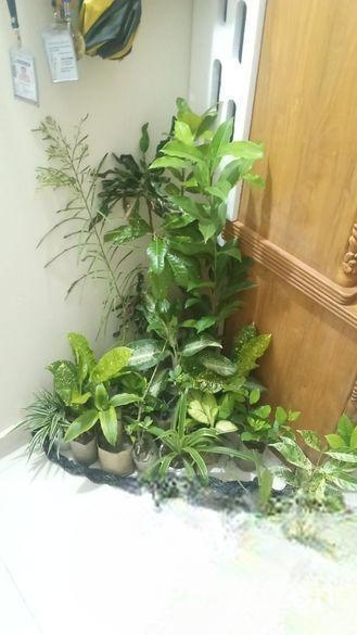 indoor plant