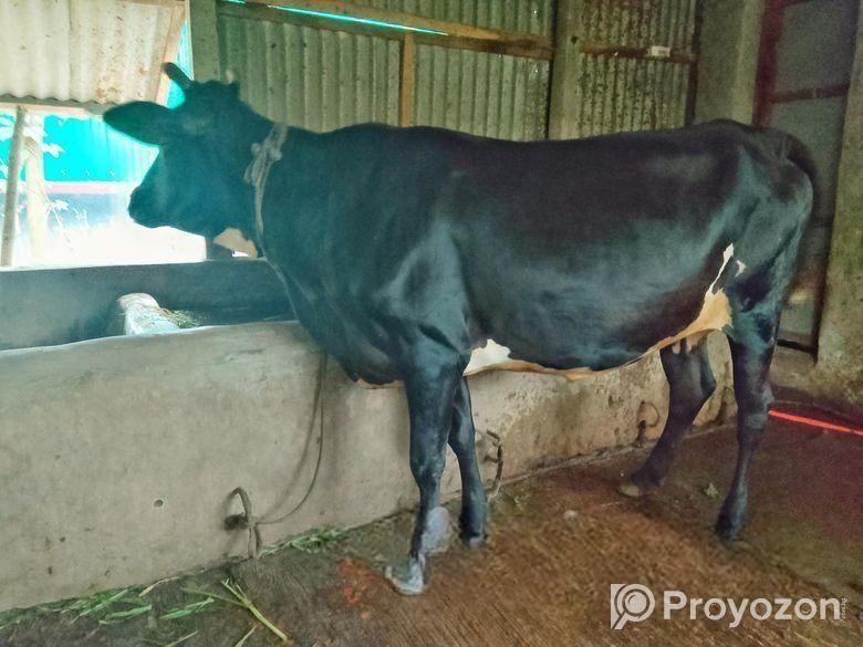 কালো ক্রস গাভী