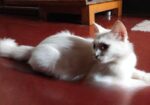 Persian Mix (high Quality)