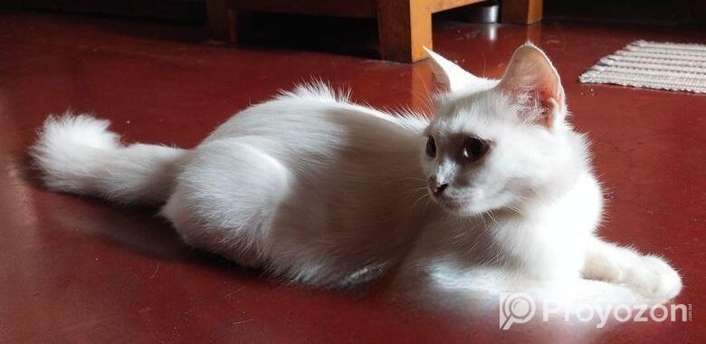 Persian Mix (high Quality)