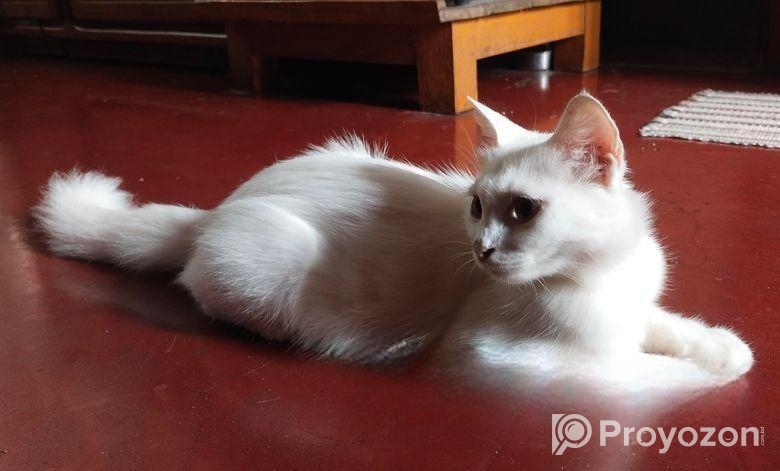 Persian Mix (high Quality)