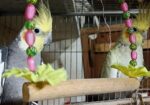 Cockatiel Bird