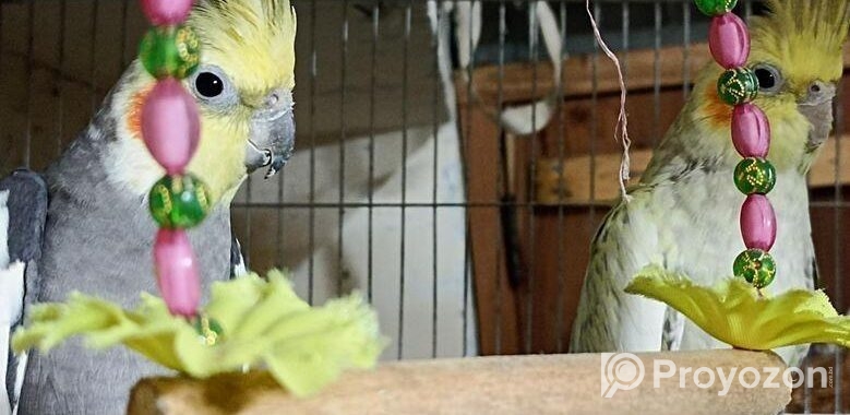 Cockatiel Bird