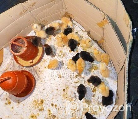 টাইগার মুরগীর বাচ্চা